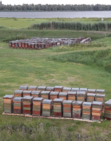Tientallen bijenkorven in een weiland